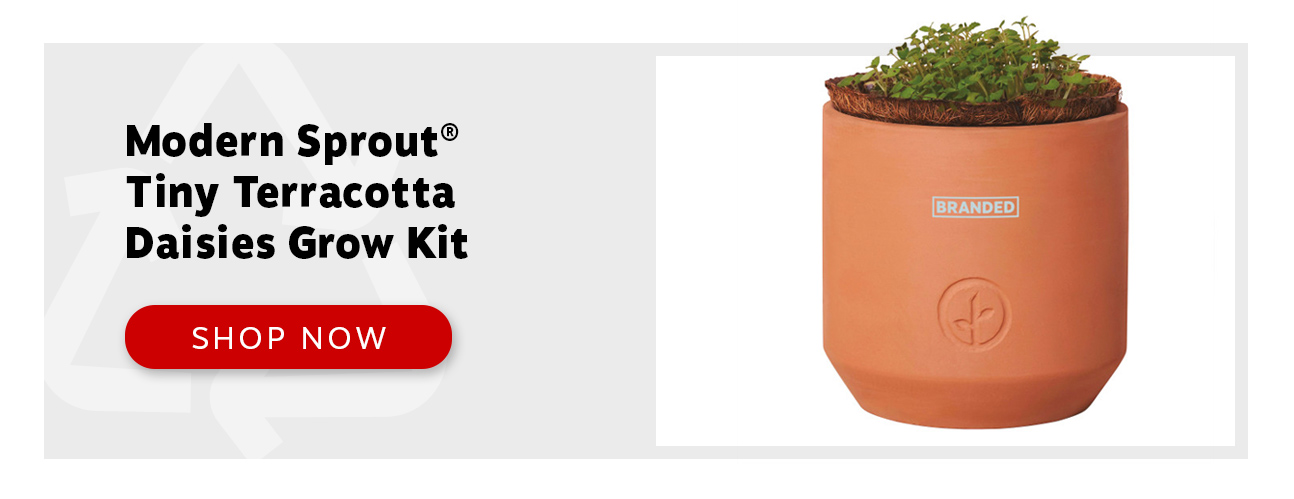 Modern Sprout® Tiny Terracotta Daisies Grow Kit